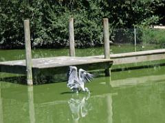 101PARC AUX OISEAUX DANS L AIN 2016 1_000038